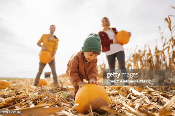 picking pumpkins with dad and mom - picking stock pictures, royalty-free photos & images