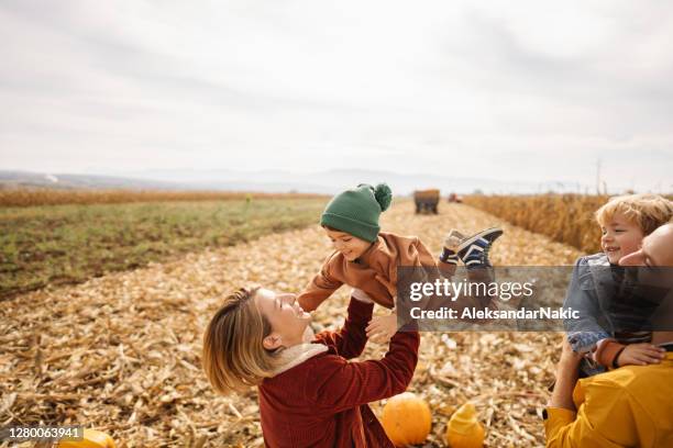 schöner herbst - corn maze stock-fotos und bilder