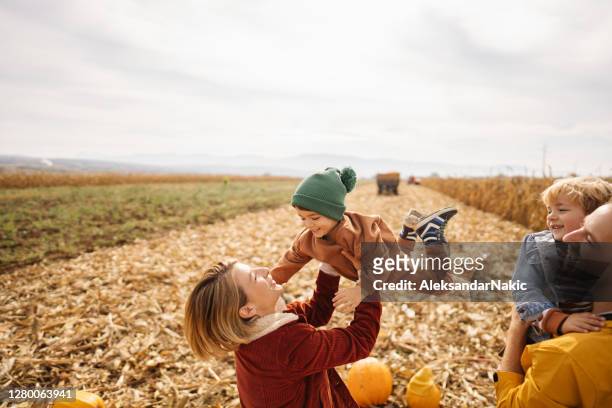 lovely autumn - corn maze stock pictures, royalty-free photos & images