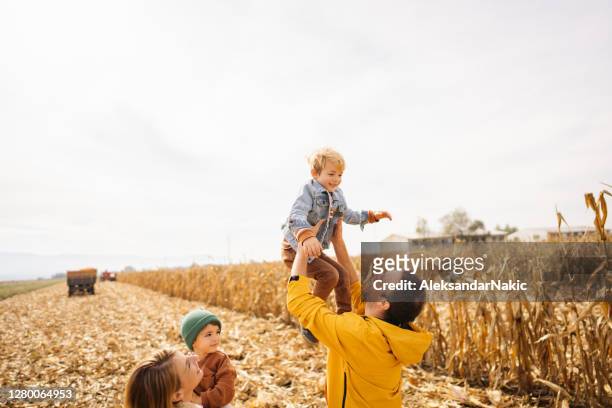 lovely autumn - corn maze stock pictures, royalty-free photos & images