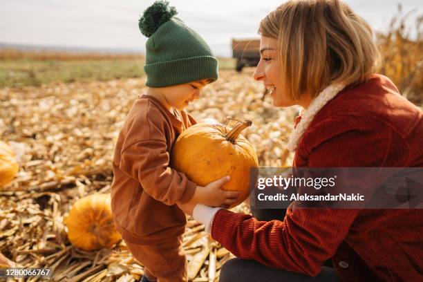 encontrar una calabaza perfecta para nuestro jack-o'-lantern - ayote fotografías e imágenes de stock