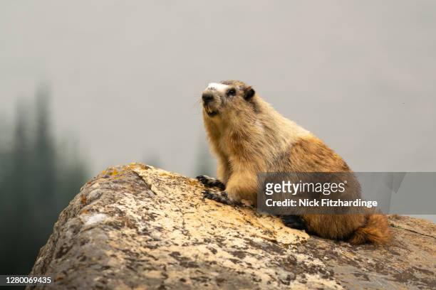 one hoary marmot standing up on a rock, waterton national park, alberta, canada - waterton lakes national park stock-fotos und bilder