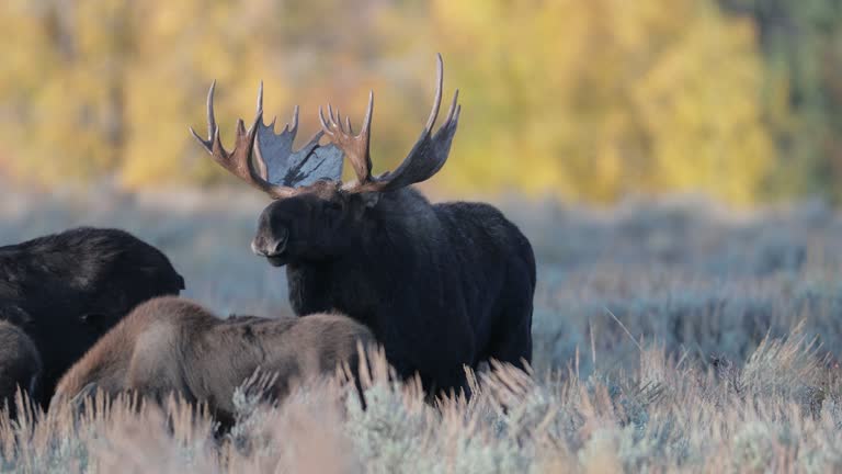 Cow Breeding Videos and HD Footage - Getty Images