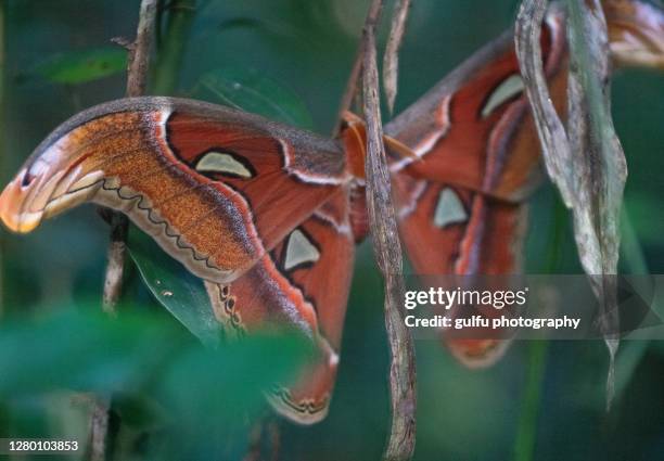 moths of kerala - papillon de nuit photos et images de collection