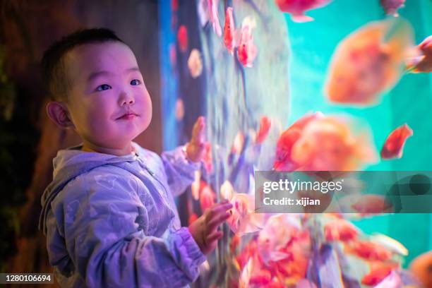 little boy looking fish in the aquarium - looking at fish tank stock pictures, royalty-free photos & images