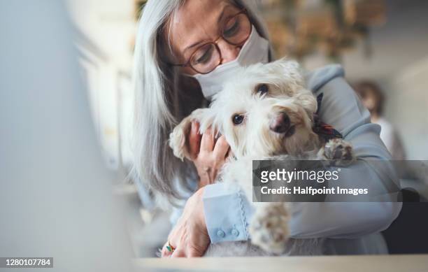 portrait of senior businesswoman with face mask and dog in office, resting. - dog with long hair stock pictures, royalty-free photos & images