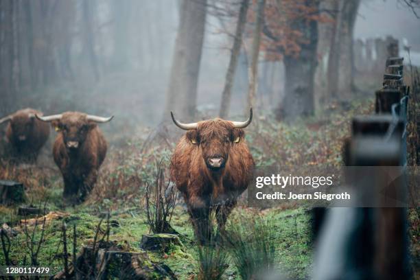 scottish highland cattle in the forest - tierisches haar - fotografias e filmes do acervo