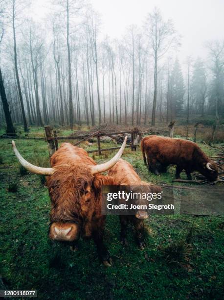 scottish highland cattle in the forest - tierisches haar - fotografias e filmes do acervo