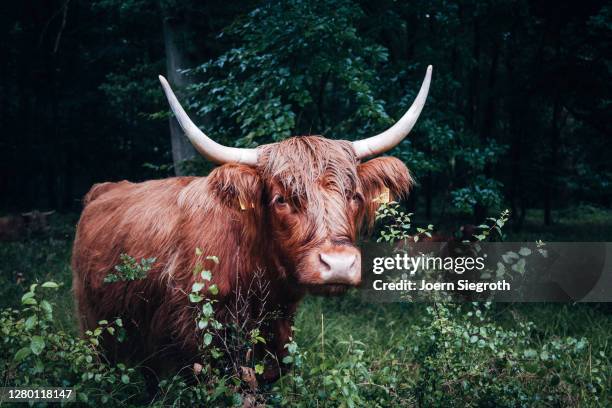 scottish highland cattle in the forest - tierisches haar - fotografias e filmes do acervo