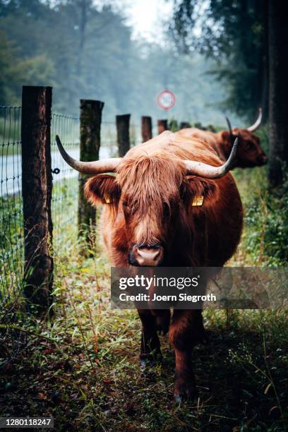 scottish highland cattle in the forest - tierisches haar stock pictures, royalty-free photos & images