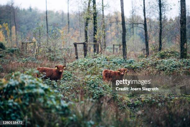 scottish highland cattle in the forest - tierisches haar stock pictures, royalty-free photos & images