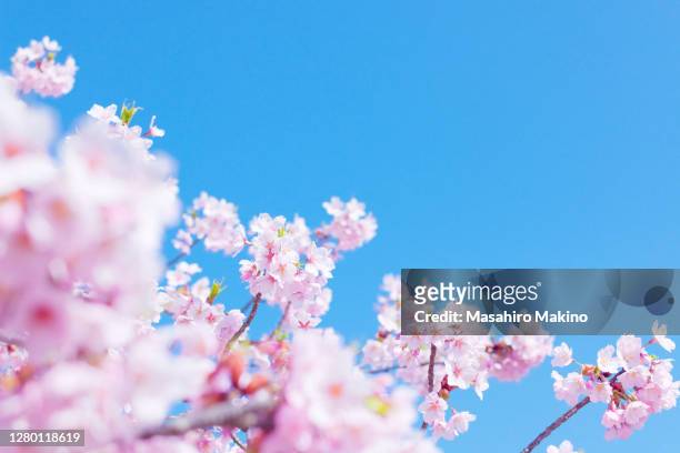 pink cherry blossoms - cherry tree stock pictures, royalty-free photos & images
