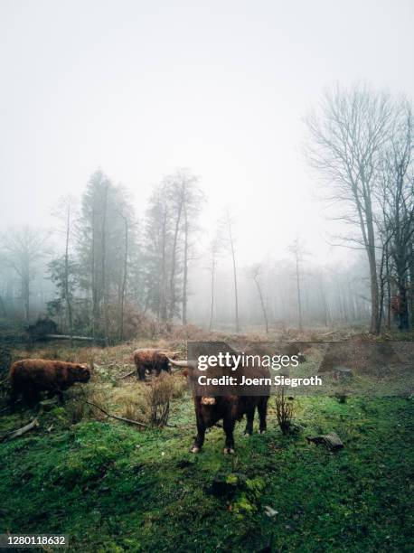 scottish highland cattle in the forest - freisteller – neutraler hintergrund stock pictures, royalty-free photos & images