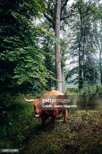scottish highland cattle in the forest - tierisches haar - fotografias e filmes do acervo