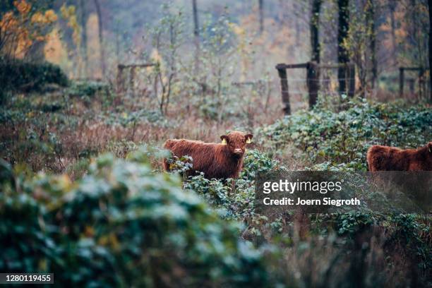 scottish highland cattle in the forest - tierisches haar stock pictures, royalty-free photos & images