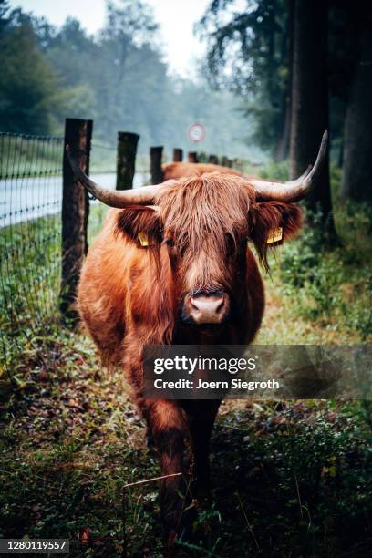 scottish highland cattle in the forest - tierisches haar - fotografias e filmes do acervo