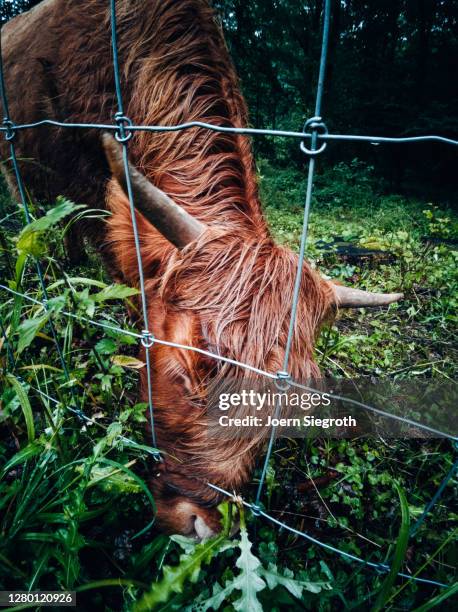 scottish highland cattle in the forest - tierisches haar - fotografias e filmes do acervo