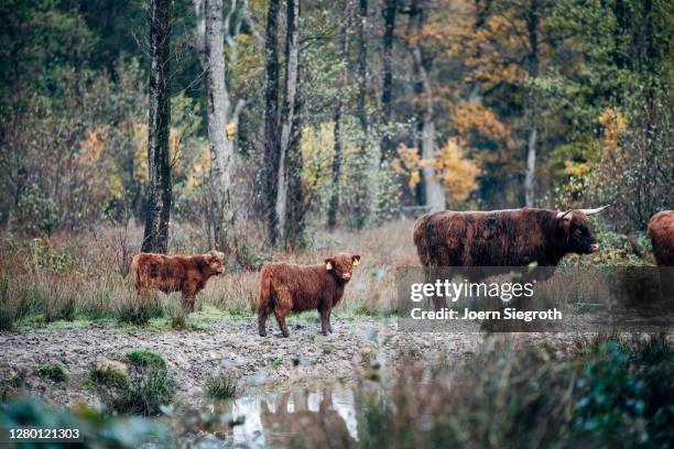 scottish highland cattle in the forest - tierisches haar - fotografias e filmes do acervo