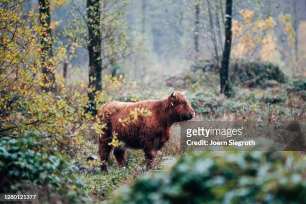 scottish highland cattle in the forest - tierisches haar - fotografias e filmes do acervo