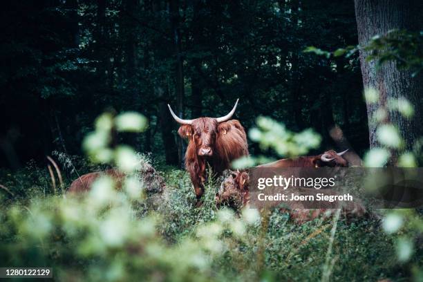 scottish highland cattle in the forest - tierisches haar - fotografias e filmes do acervo