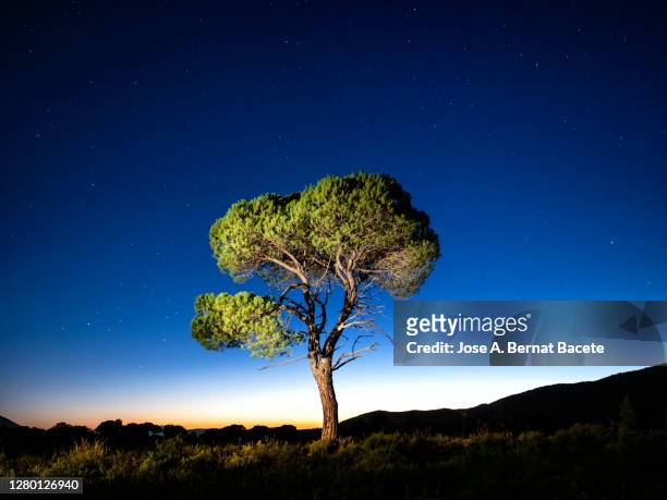 night landscape with twilight light with the silhouette of an alone solitary tree in a great plain a night of clear blue sky with stars. - single tree stock pictures, royalty-free photos & images