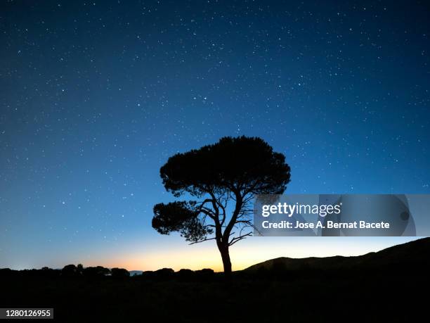 night landscape with twilight light with the silhouette of an alone solitary tree in a great plain a night of clear blue sky with stars. - day and night image series stock pictures, royalty-free photos & images