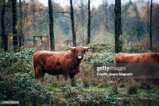 scottish highland cattle in the forest - tierisches haar - fotografias e filmes do acervo