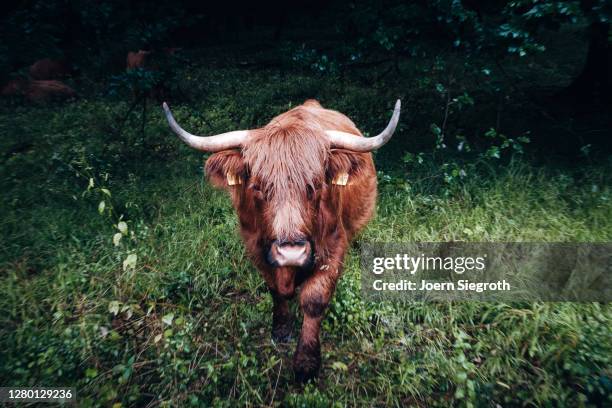 scottish highland cattle in the forest - tierisches haar stock pictures, royalty-free photos & images