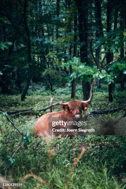 scottish highland cattle in the forest - tierisches haar stock pictures, royalty-free photos & images