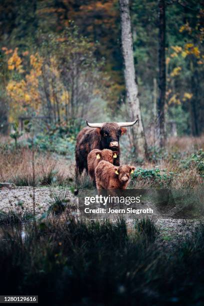 scottish highland cattle in the forest - tierisches haar stock pictures, royalty-free photos & images