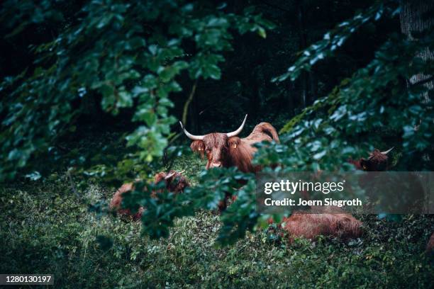 scottish highland cattle in the forest - tierisches haar stock pictures, royalty-free photos & images