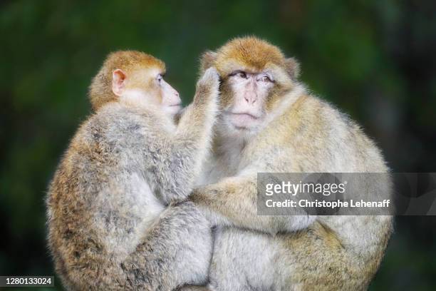 close up on magot monkeys cleaning themselves - body louse stockfoto's en -beelden