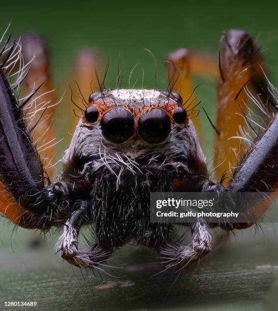 Spider Insect Move Moving Spider Photos and Premium High Res Pictures - Getty Images