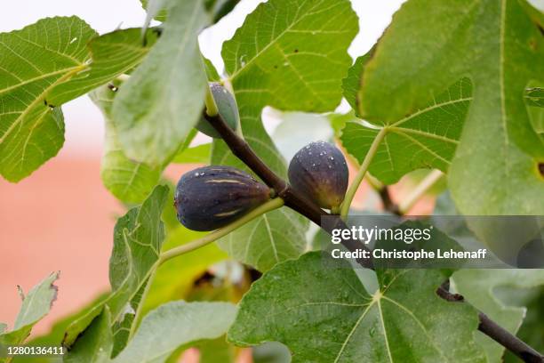 figs in seine et marne, france - fig tree stock pictures, royalty-free photos & images