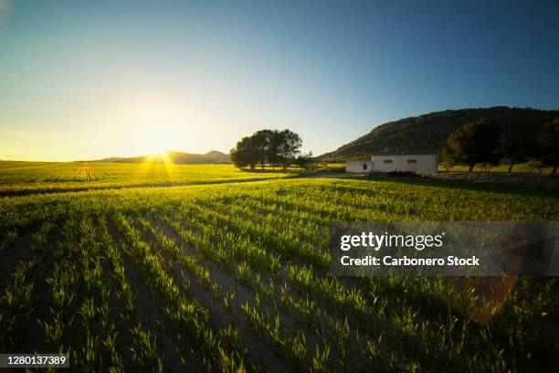 sunset on a green planting ground - sembrar fotografías e imágenes de stock