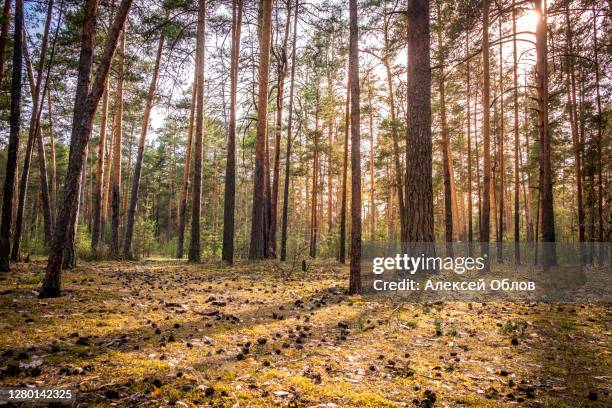 pine forest with the last of the sun shining through the trees. park in russia, vladimir city. - pine woodland stock-fotos und bilder