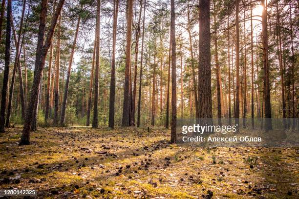 pine forest with the last of the sun shining through the trees. park in russia, vladimir city. - evergreen forest stock pictures, royalty-free photos & images