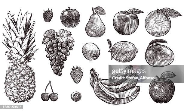 illustrations, cliparts, dessins animés et icônes de dessins vectoriels de divers fruits - kiwi