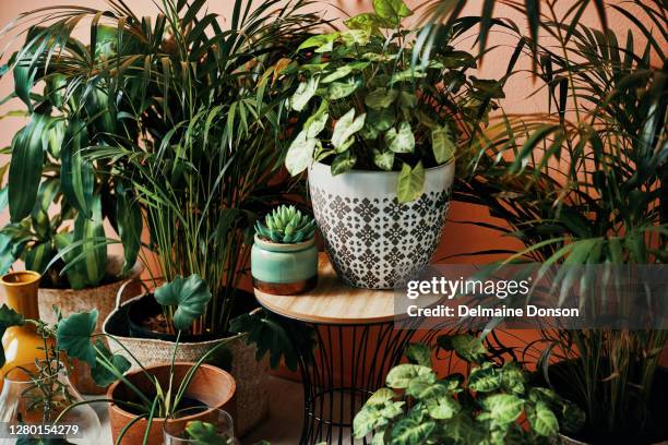 geef uw huis een goede dosis groen - bloempot stockfoto's en -beelden