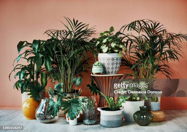 where plants grow, so does happiness - house plants stock pictures, royalty-free photos & images