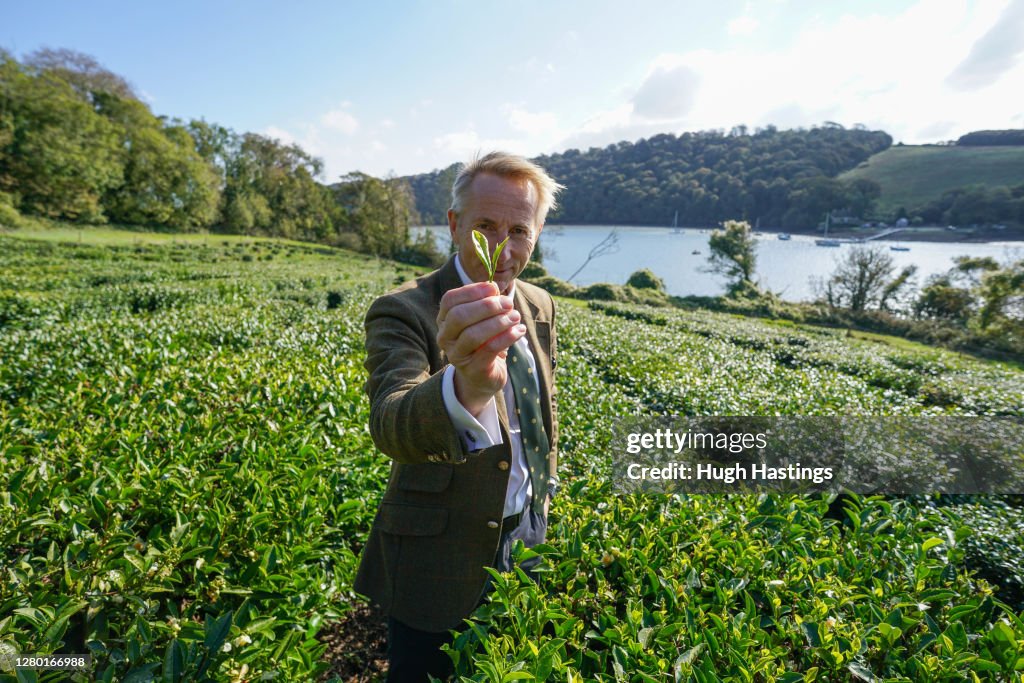 First October Harvest At Darjeeling-Style Tea Plantation In Cornwall