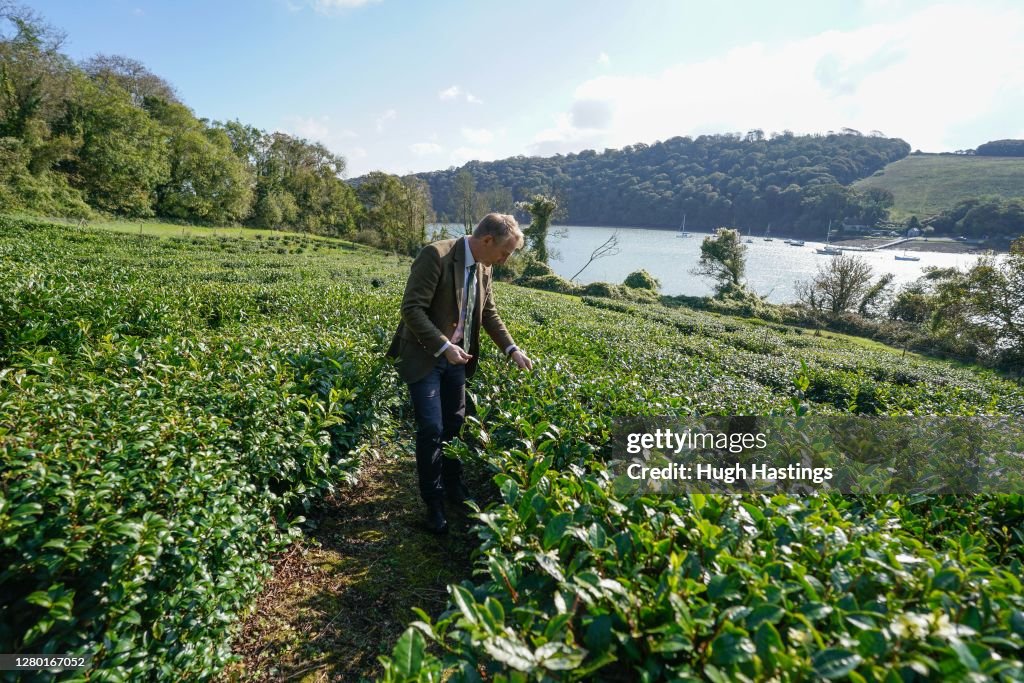 First October Harvest At Darjeeling-Style Tea Plantation In Cornwall