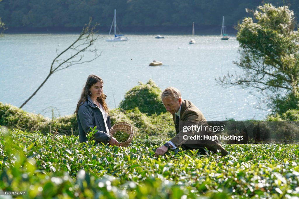 First October Harvest At Darjeeling-Style Tea Plantation In Cornwall