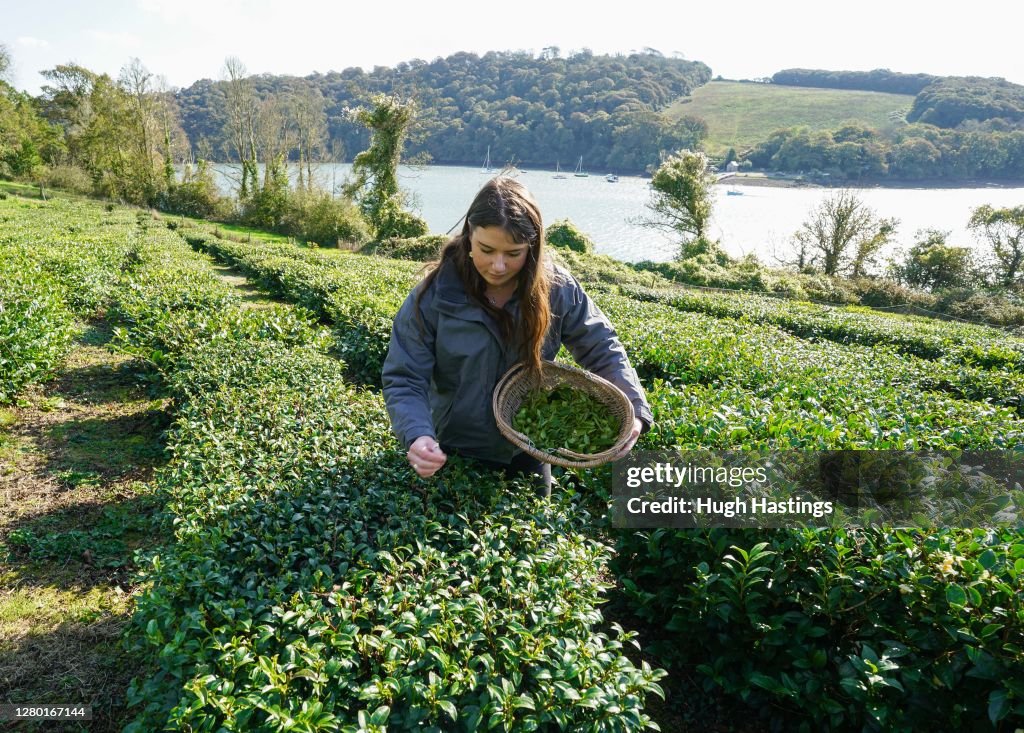 First October Harvest At Darjeeling-Style Tea Plantation In Cornwall