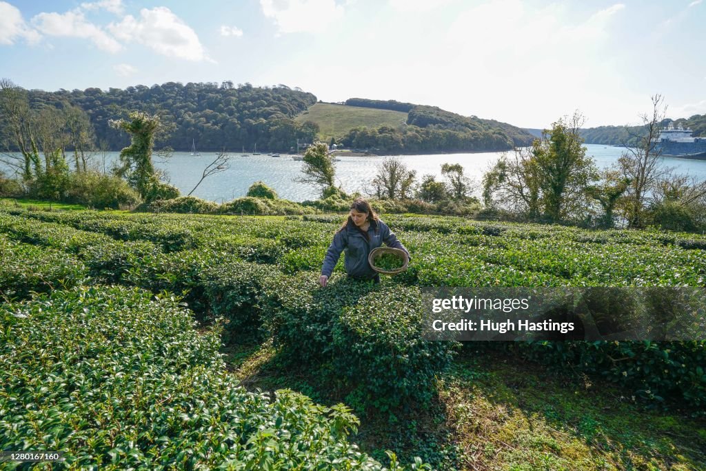 First October Harvest At Darjeeling-Style Tea Plantation In Cornwall