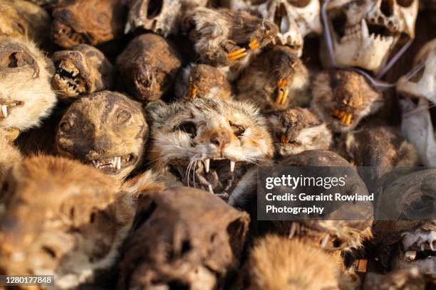 animal skulls - benin city stock pictures, royalty-free photos & images