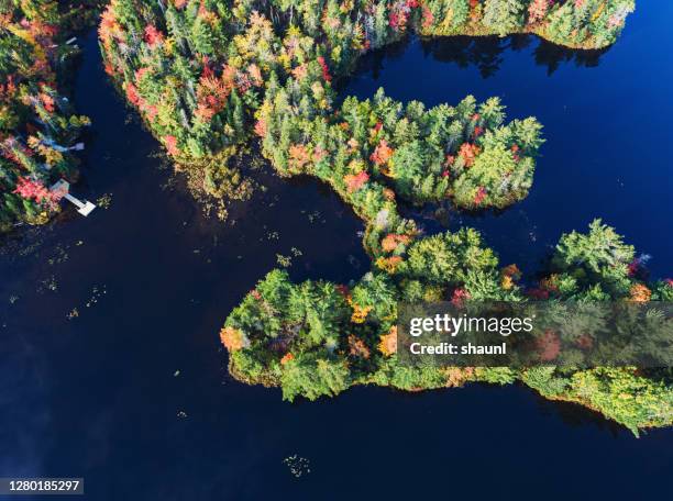 herbstlandschaft - canadian maple trees from below stock-fotos und bilder