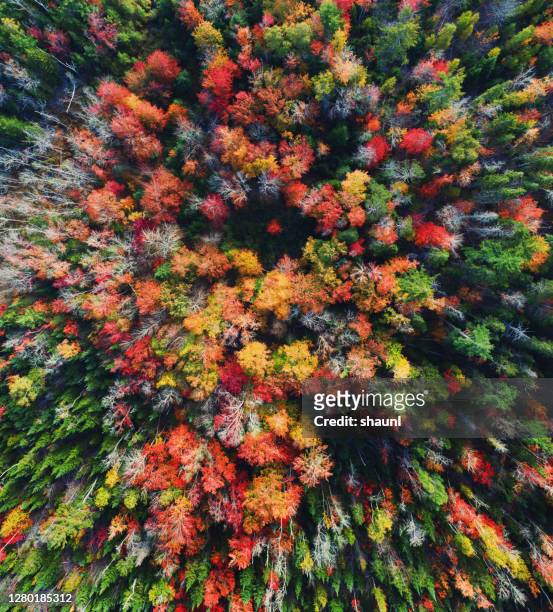 herfstkleuren hieronder - esdoorn stockfoto's en -beelden