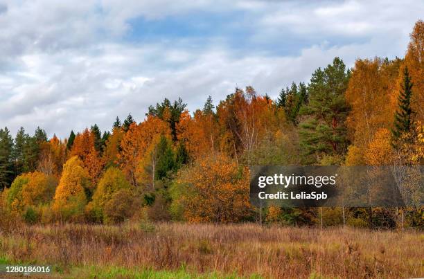 bright autumn forest - deciduous tree stock pictures, royalty-free photos & images