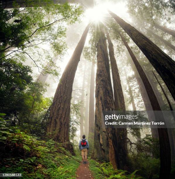 rear view of man walking at forest in redwoods national park, usa. - redwood city california foto e immagini stock